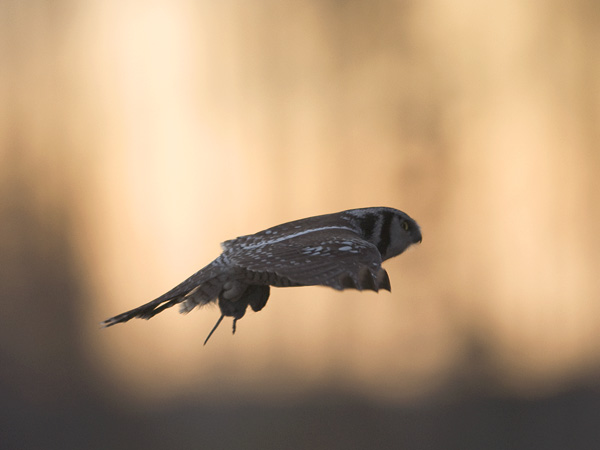 Hiiripöllö, Northern Hawk Owl, Surnia ulula