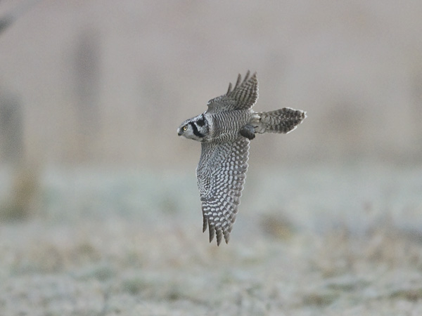 Hiiripöllö, Northern Hawk Owl, Surnia ulula