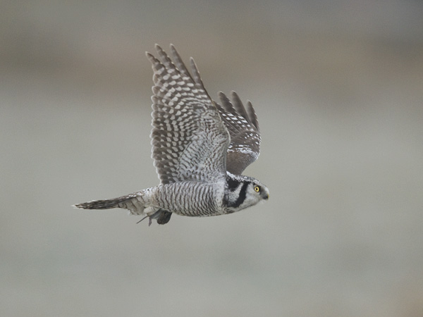 Hiiripöllö, Northern Hawk Owl, Surnia ulula