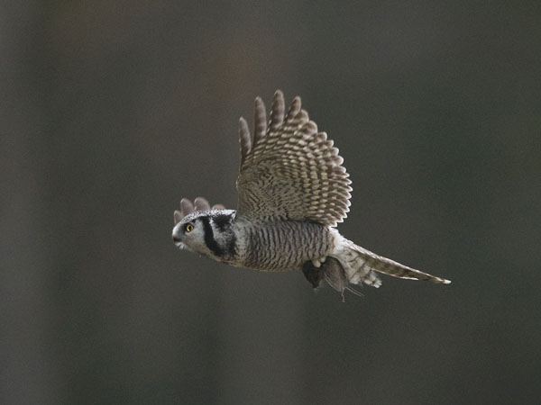 Hiiripöllö, Northern Hawk Owl, Surnia ulula