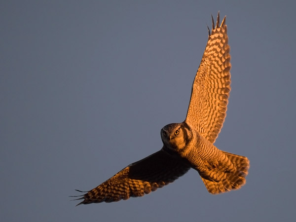 Hiiripöllö, Northern Hawk Owl, Surnia ulula