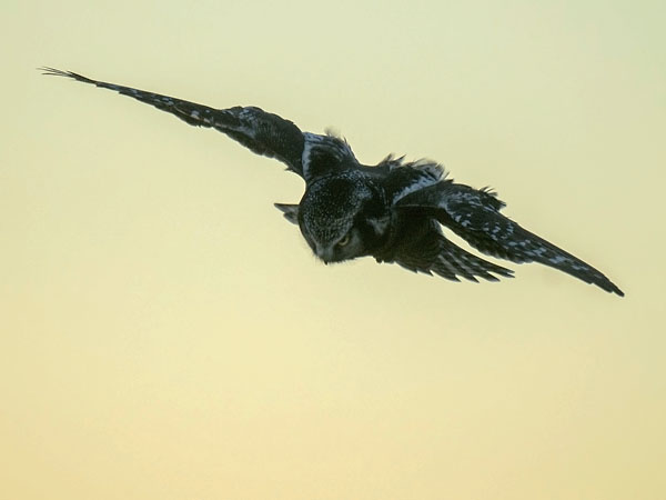 Hiiripöllö, Northern Hawk Owl, Surnia ulula
