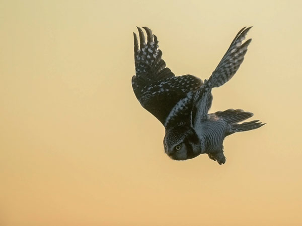 Hiiripöllö, Northern Hawk Owl, Surnia ulula