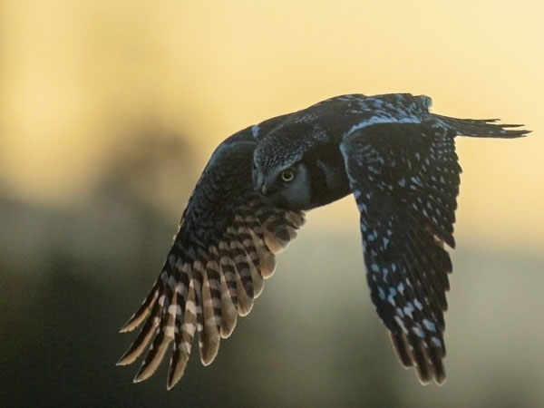 Hiiripöllö, Northern Hawk Owl, Surnia ulula