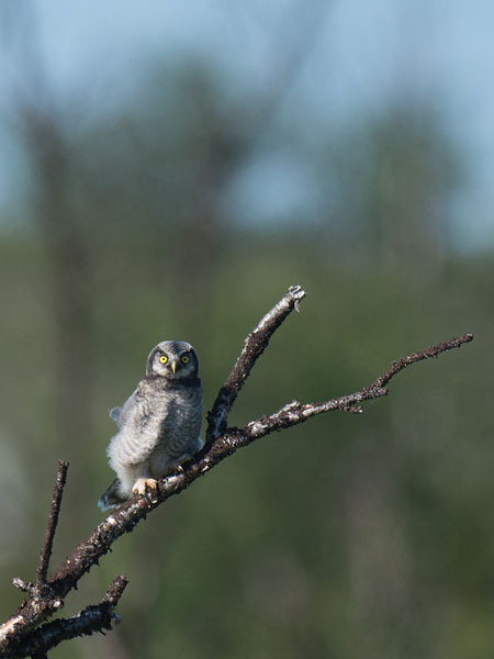 Hiiripöllö, Northern Hawk Owl, Surnia ulula