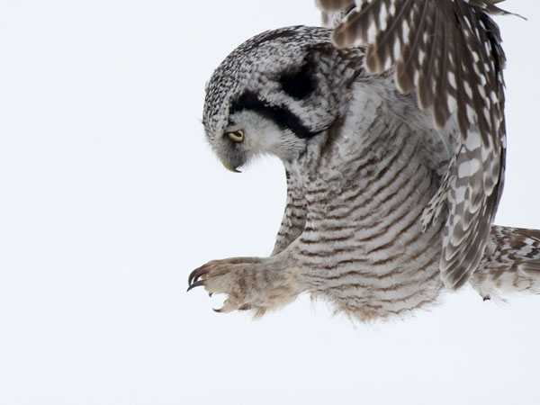Hiiripöllö, Northern Hawk Owl, Surnia ulula