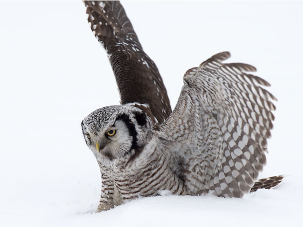 Hiiripöllö, Northern Hawk Owl, Surnia ulula