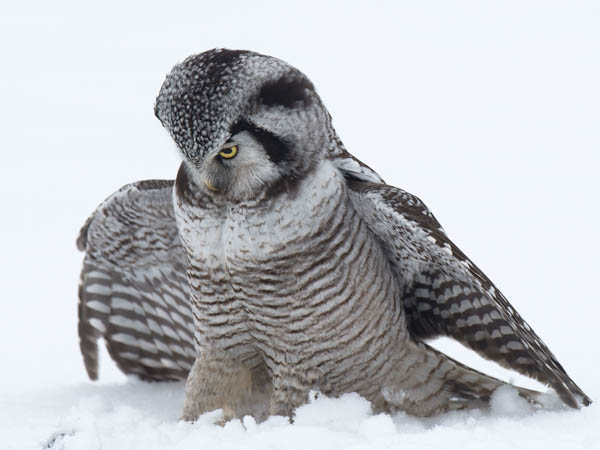 Hiiripöllö, Northern Hawk Owl, Surnia ulula