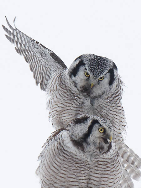 Hiiripöllö, Northern Hawk Owl, Surnia ulula