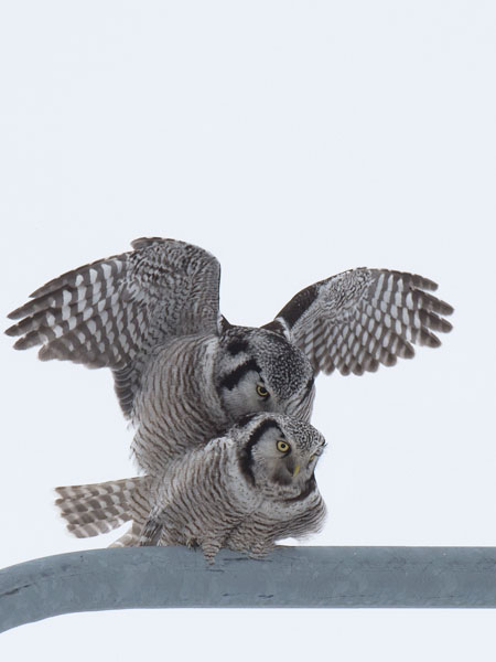 Hiiripöllö, Northern Hawk Owl, Surnia ulula