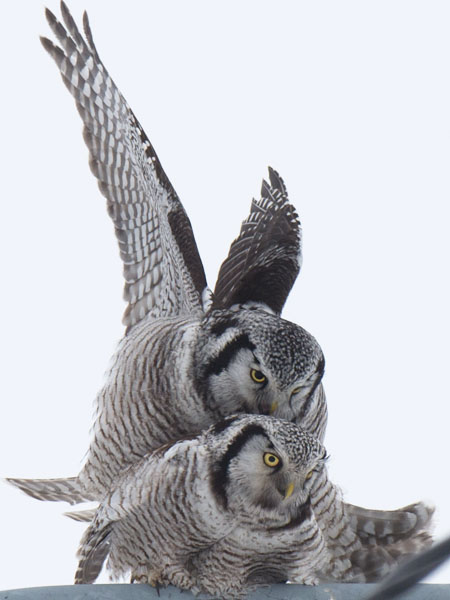 Hiiripöllö, Northern Hawk Owl, Surnia ulula