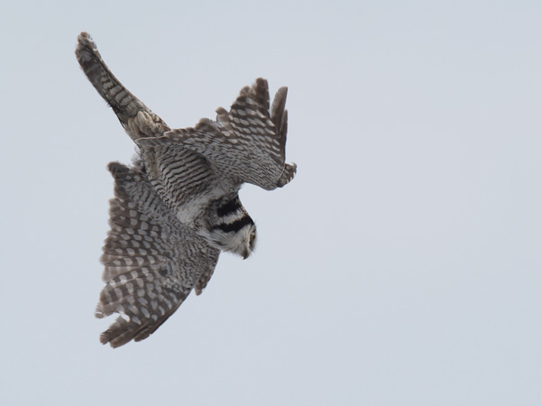Hiiripöllö, Northern Hawk Owl, Surnia ulula