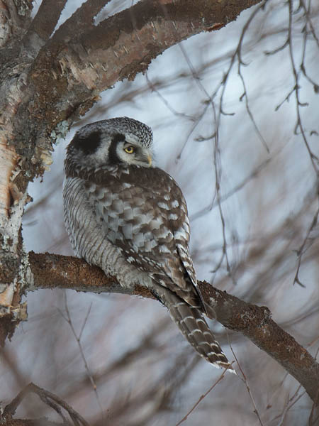 Hiiripöllö, Northern Hawk Owl, Surnia ulula