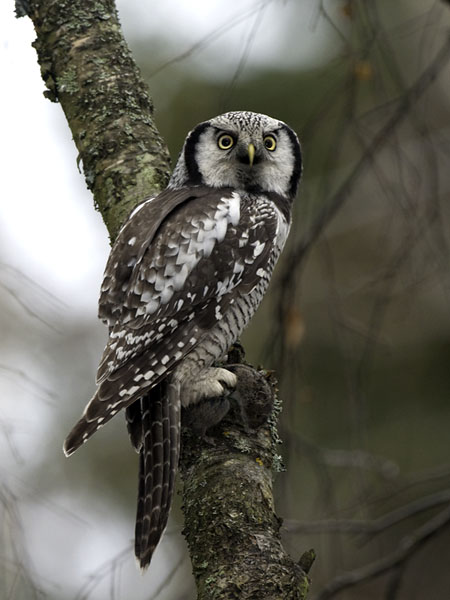 Hiiripöllö, Northern Hawk Owl, Surnia ulula