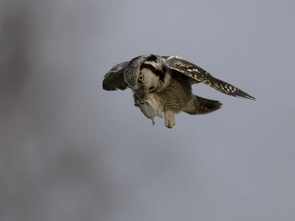 Hiiripöllö, Northern Hawk Owl, Surnia ulula