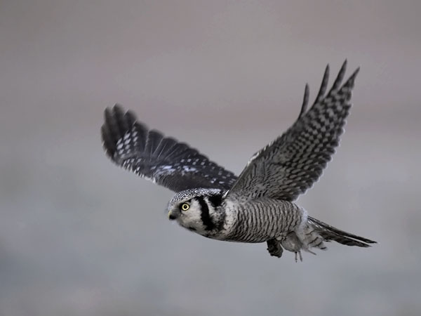 Hiiripöllö, Northern Hawk Owl, Surnia ulula