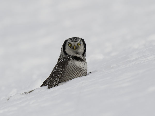 Hiiripöllö, Northern Hawk Owl, Surnia ulula