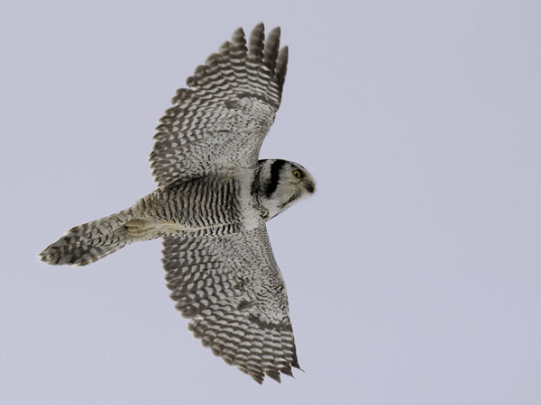 Hiiripöllö, Northern Hawk Owl, Surnia ulula