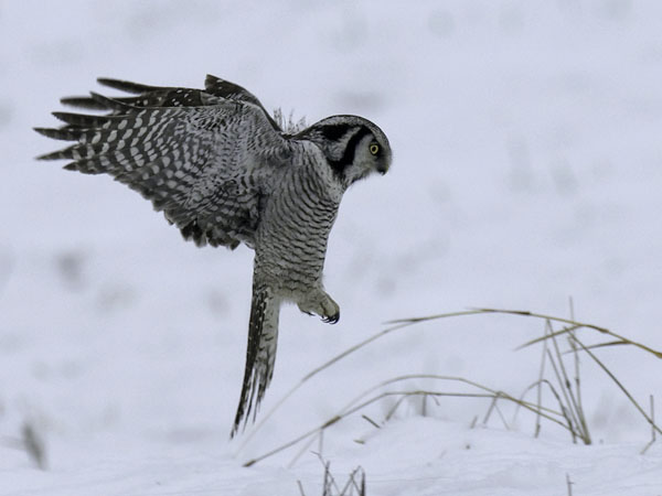 Hiiripöllö, Northern Hawk Owl, Surnia ulula