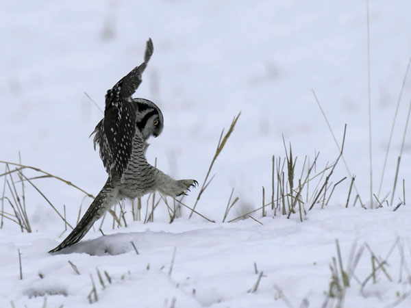Hiiripöllö, Northern Hawk Owl, Surnia ulula