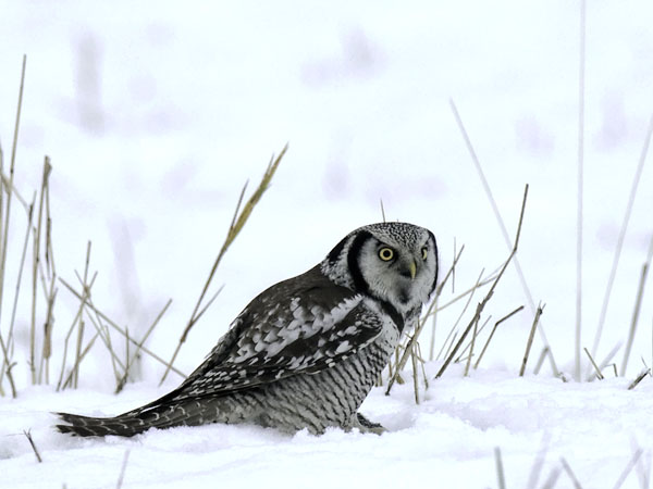 Hiiripöllö, Northern Hawk Owl, Surnia ulula