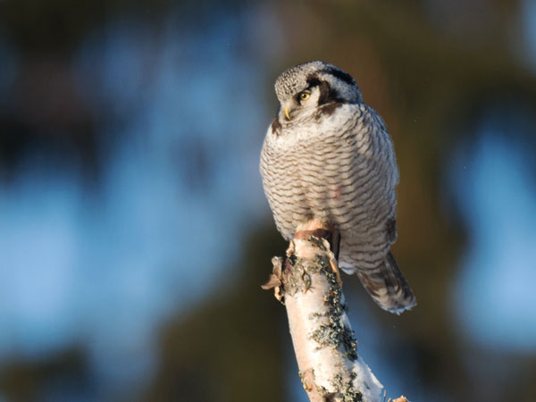 Hiiripöllö, Northern Hawk Owl, Surnia ulula