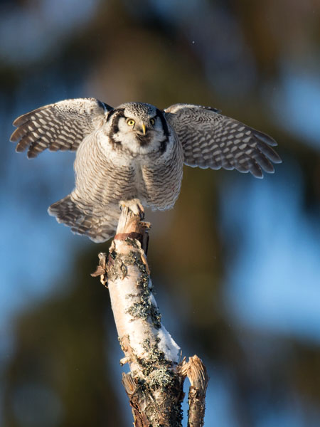 Hiiripöllö, Northern Hawk Owl, Surnia ulula