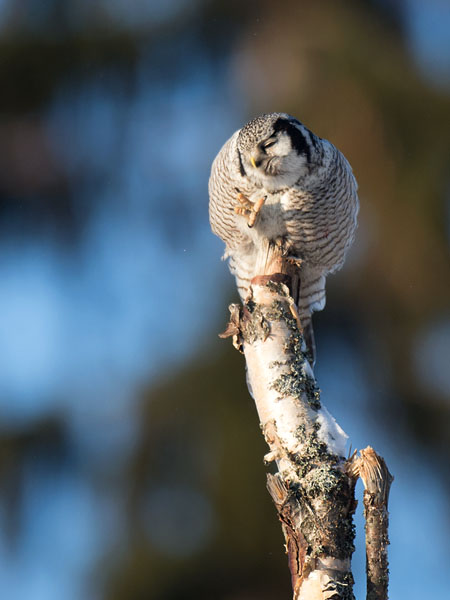 Hiiripöllö, Northern Hawk Owl, Surnia ulula