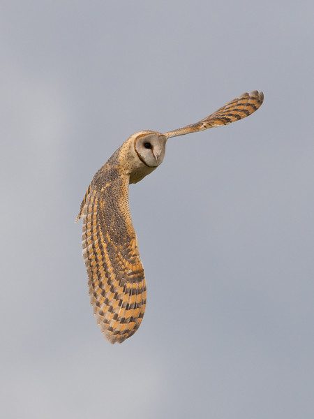 Tornipöllö, Barn Owl, Tyto alba