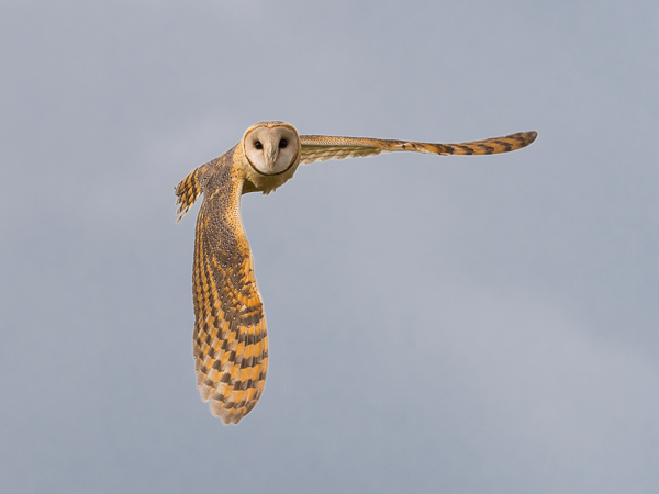Tornipöllö, Barn Owl, Tyto alba