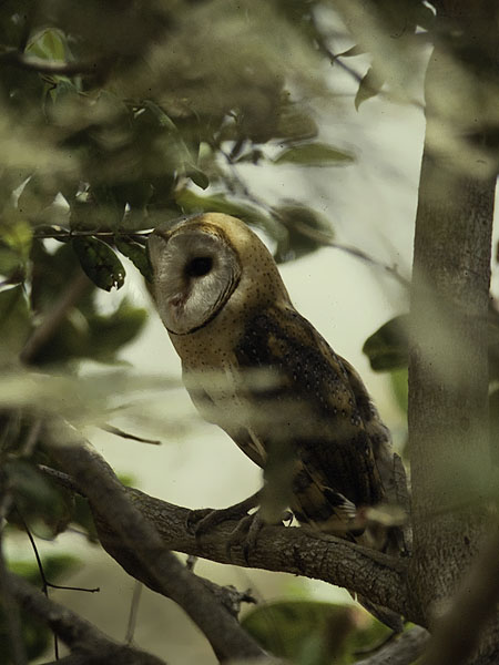 Tornipöllö, Barn Owl, Tyto alba