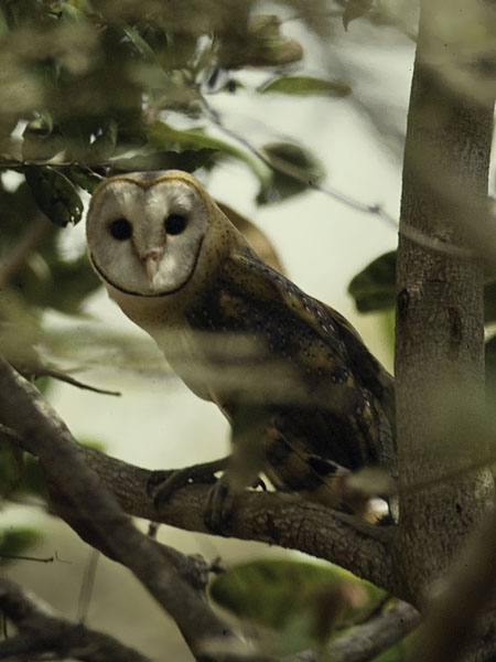 Tornipöllö, Barn Owl, Tyto alba