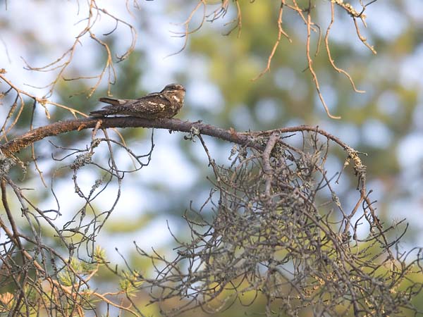 Kehrääjä, European Nightjar, Caprimulgus europaeus