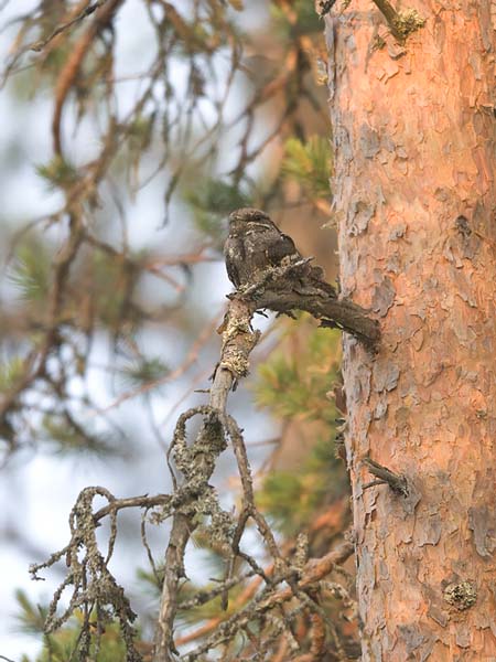 Kehrääjä, European Nightjar, Caprimulgus europaeus