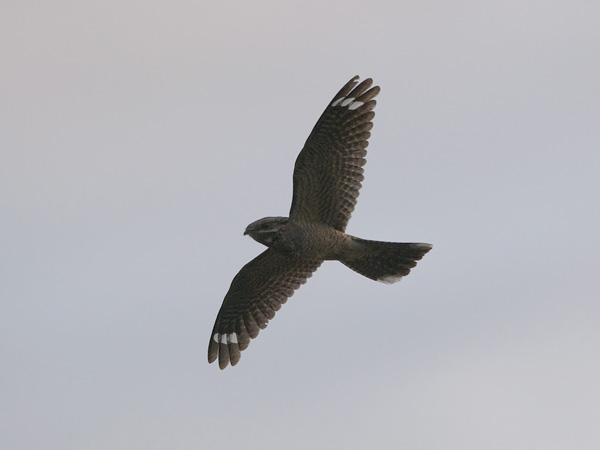 Kehrääjä, European Nightjar, Caprimulgus europaeus