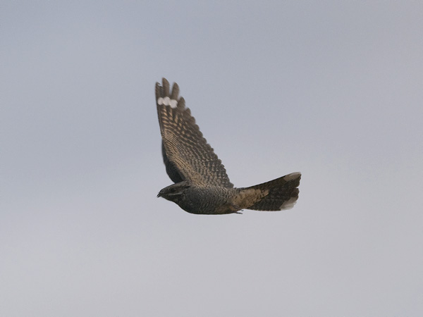 Kehrääjä, European Nightjar, Caprimulgus europaeus