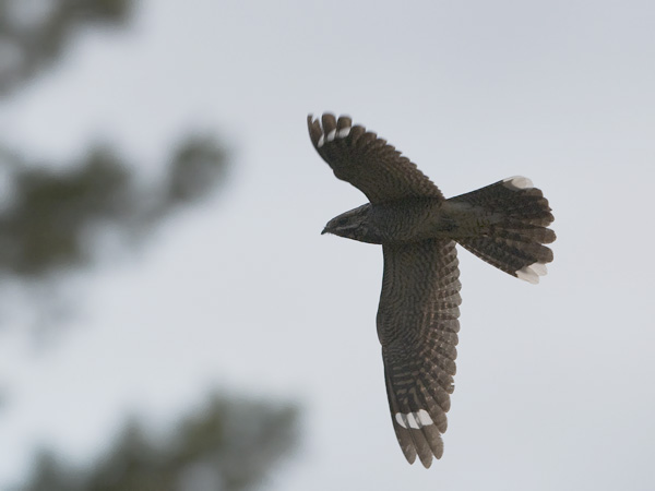Kehrääjä, European Nightjar, Caprimulgus europaeus