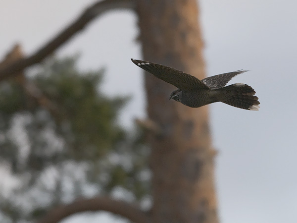 Kehrääjä, European Nightjar, Caprimulgus europaeus