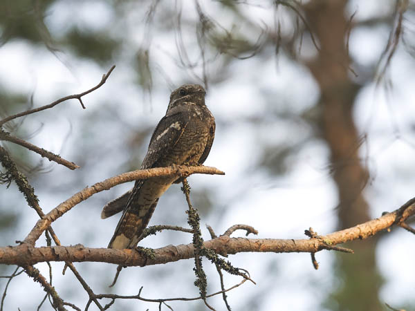 Kehrääjä, European Nightjar, Caprimulgus europaeus