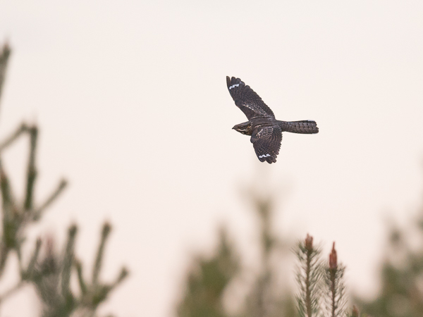 Kehrääjä, European Nightjar, Caprimulgus europaeus