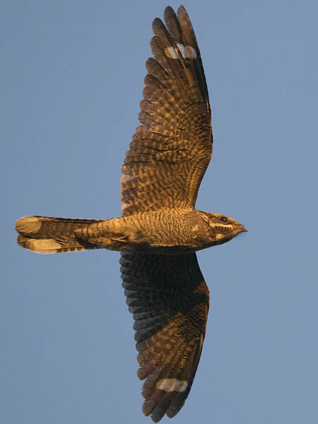 Kehrääjä, European Nightjar, Caprimulgus europaeus