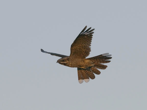 Kehrääjä, European Nightjar, Caprimulgus europaeus