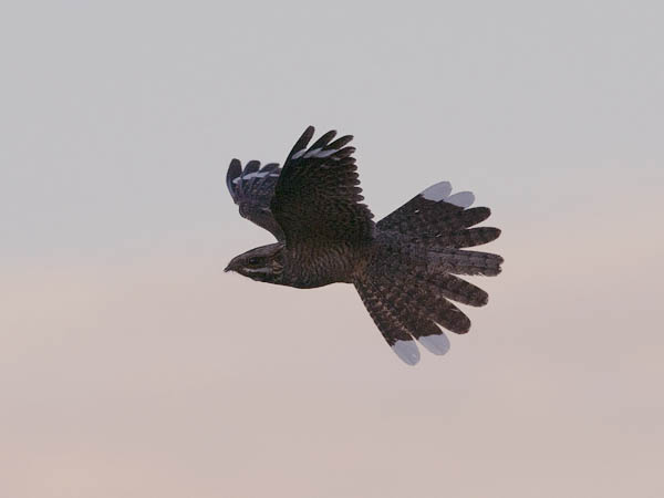 Kehrääjä, European Nightjar, Caprimulgus europaeus