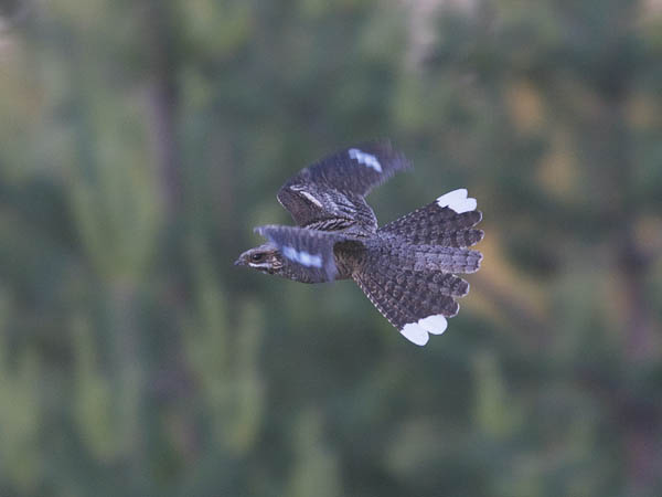 Kehrääjä, European Nightjar, Caprimulgus europaeus