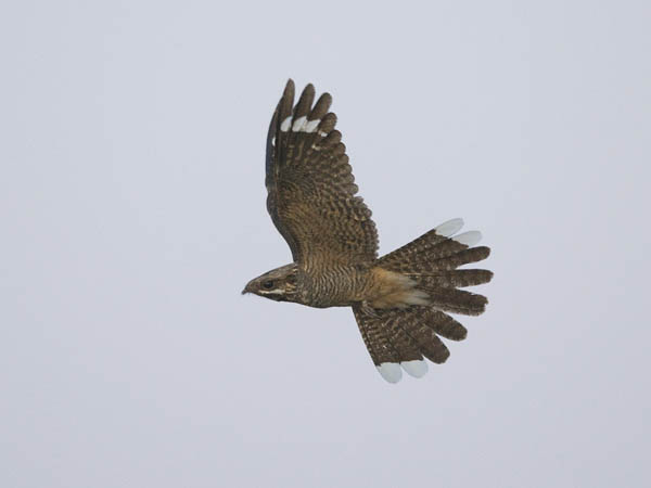 Kehrääjä, European Nightjar, Caprimulgus europaeus