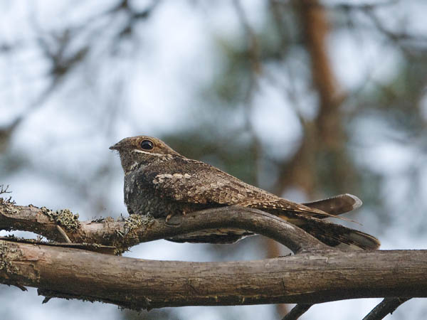 Kehrääjä, European Nightjar, Caprimulgus europaeus