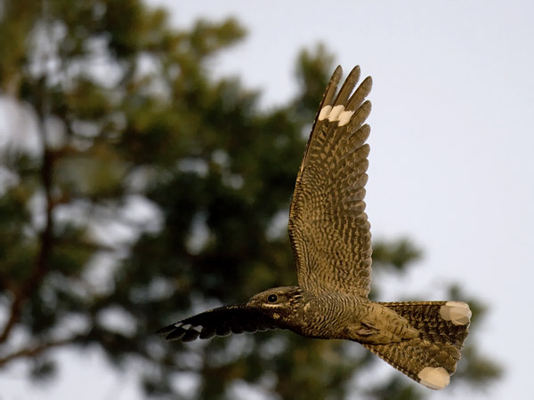 Kehrääjä, European Nightjar, Caprimulgus europaeus