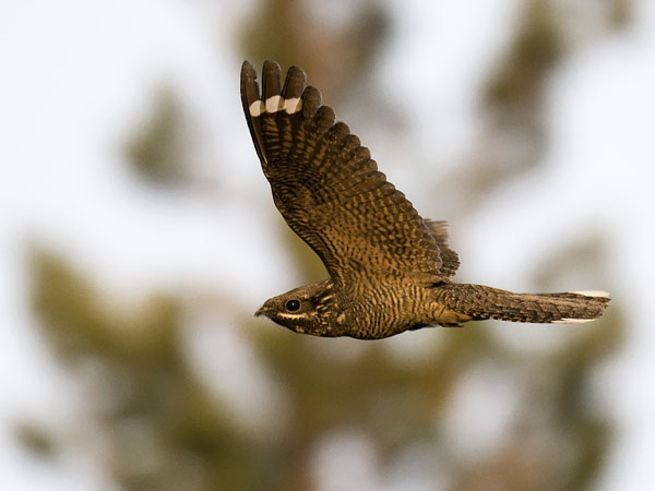 Kehrääjä, European Nightjar, Caprimulgus europaeus