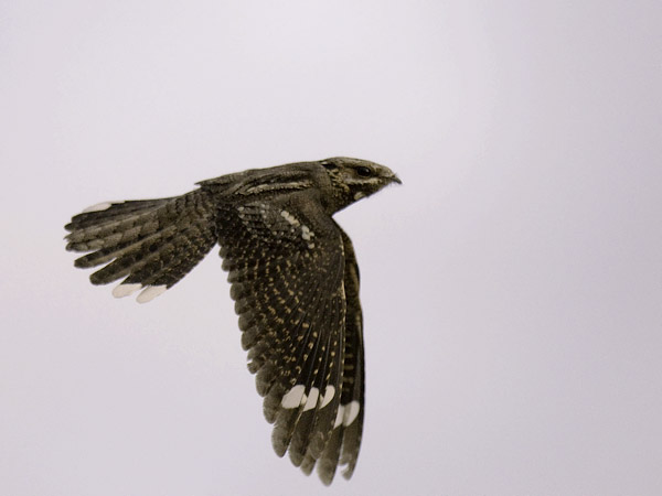 Kehrääjä, European Nightjar, Caprimulgus europaeus