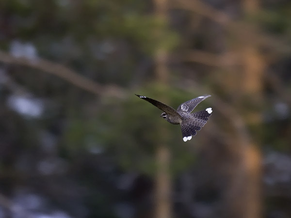 Kehrääjä, European Nightjar, Caprimulgus europaeus